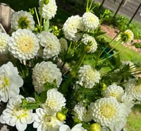 White Aster - Pompom Type