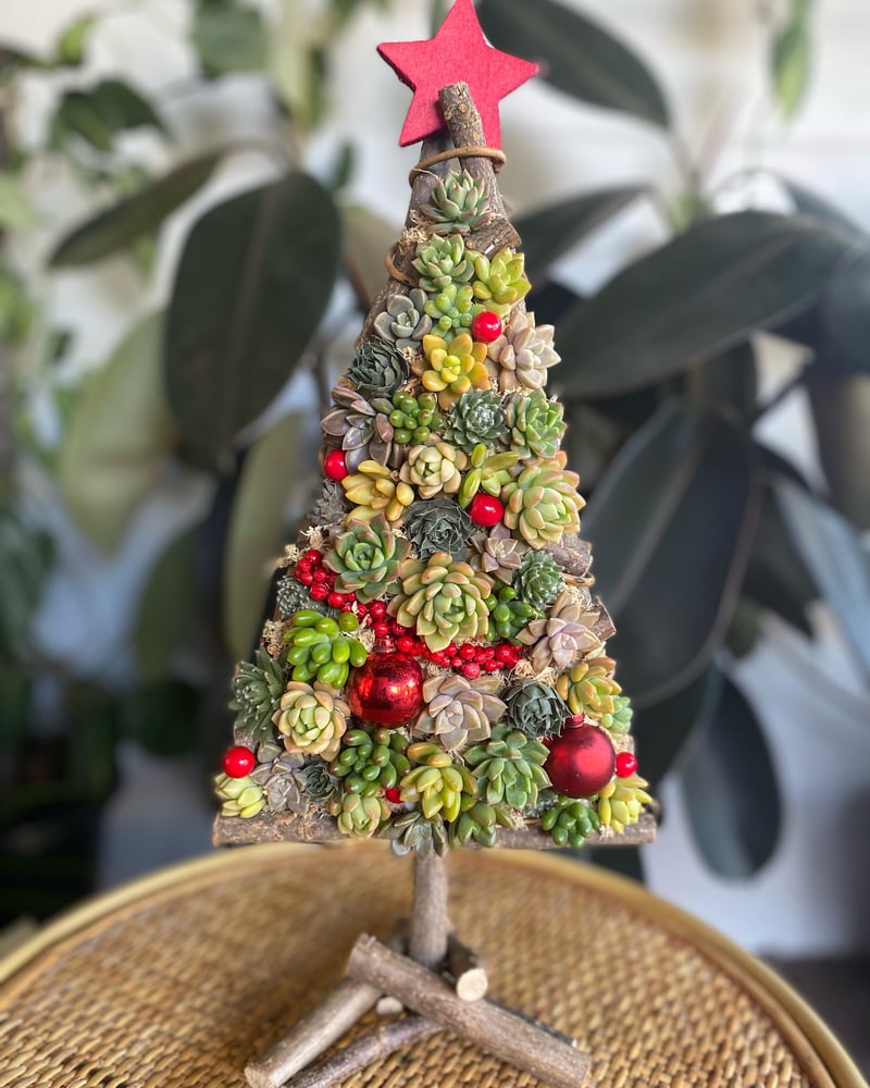 Image of Succulent Christmas tree