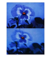 Image 1 of PANSY, BLUE NIGHT