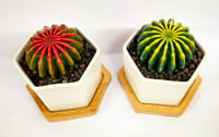 Image 3 of Red/Green Fused Succulent in Hexagon pot