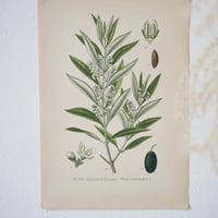 Image 3 of Planches De Botanique Saule, Tilleul, Olivier & Platane