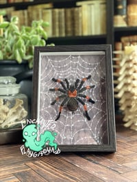 Image 1 of Faux Entomology Mounts - Red Leg Tarantula