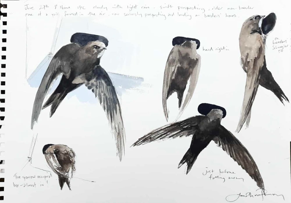 Image of Prospecting swifts-June 27th