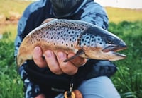 Image 3 of Copper Bug Nymph