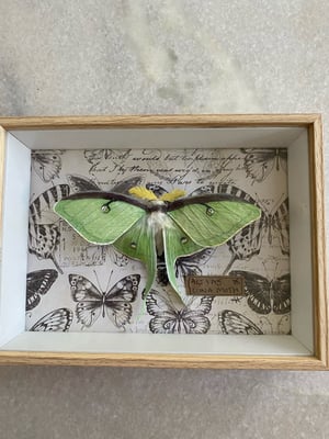 Image of Actias Luna Moth framed specimen. Paper taxidermy