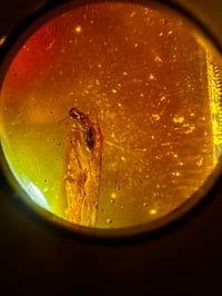 Image 2 of Amber Bug