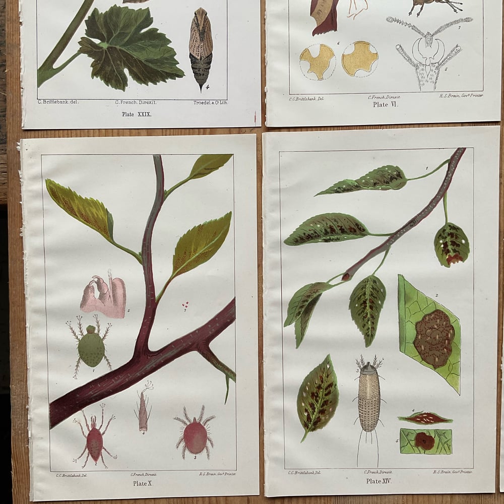 Image of Insects & Plants