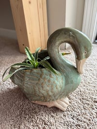 Image 1 of Earth Star in Green Duck