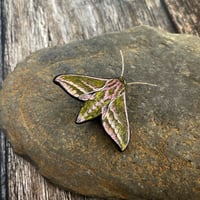 Image 3 of Elephant Hawk Moth Brooch