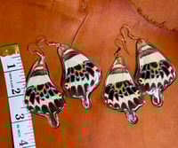 Image 2 of XL Gigon Swallowtail Hindwings