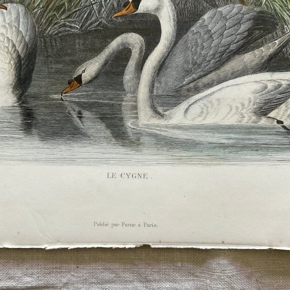 Image of Swans