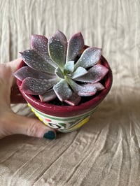 Image 1 of The Debbie Plant in Painted Terra Cotta Cup