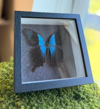 Image 2 of Swift Peacock Moth