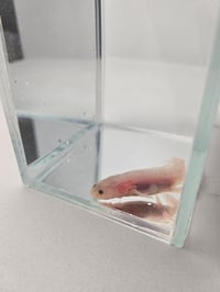 Image 1 of Chris P. Bacon