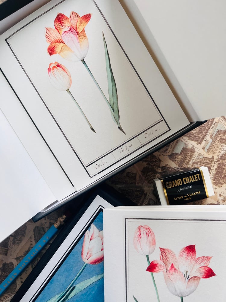 Image of CFT TULIPES