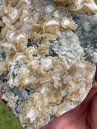 Image 10 of UV Cookie Calcite Specimen #1839