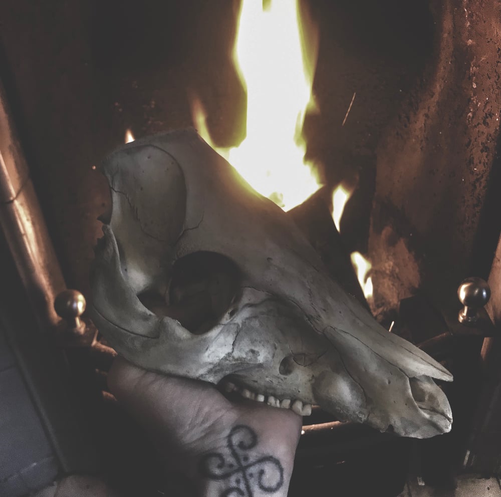 Image of Natural Death Pig Skull