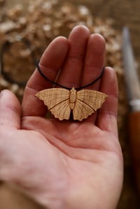Image 5 of Tortoiseshell Butterfly 