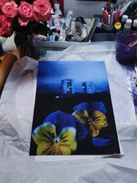 Image 4 of PANSY, BLUE AND YELLOW 