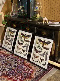 Image 1 of  Vintage death's-head hawkmoth chart 1:12 Dollshouse 