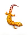 Giant Tangerine (Tremper) H- 16