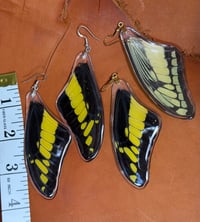 Image 3 of XXL Giant Swallowtail Forewings