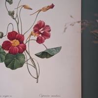 Image 1 of Planches  Anciennes les fleurs de Redouté 