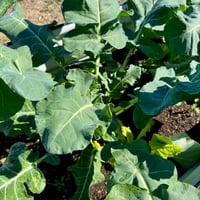 Image 2 of Organic Di Cicco Broccoli 