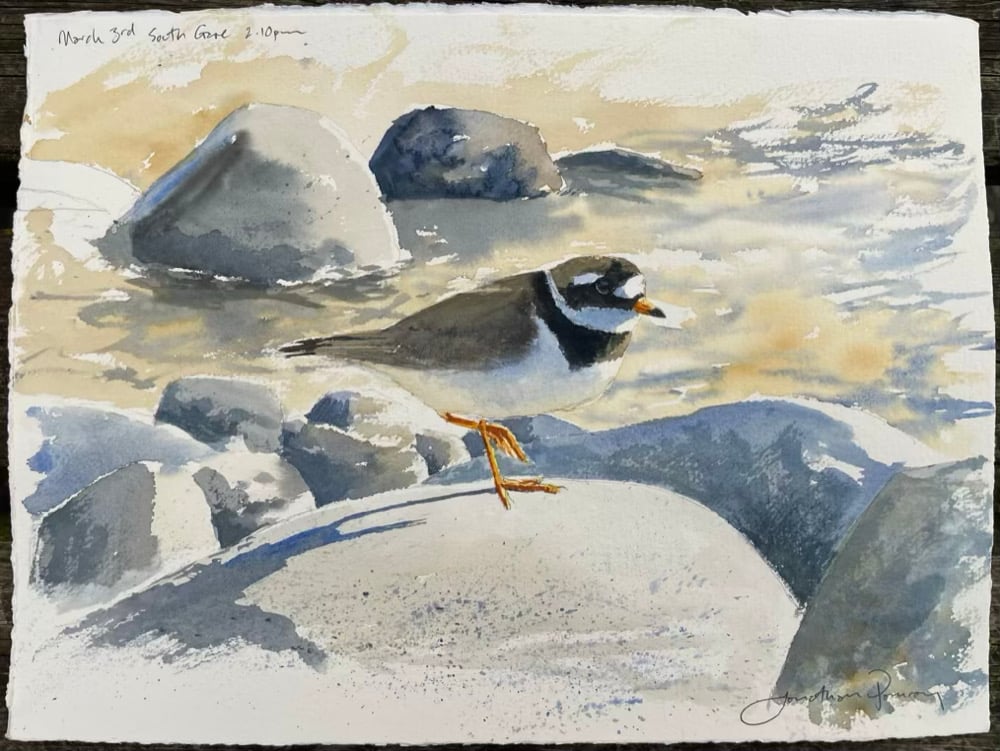 Image of Ringed plover at South Gare