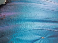 Image 4 of Blue Morpho White Frame