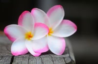 Image 1 of Moment Tahitian girl 