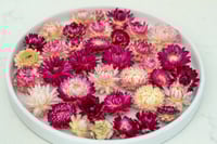 Image 2 of WHOLESALE Strawflower Heads - Pinks