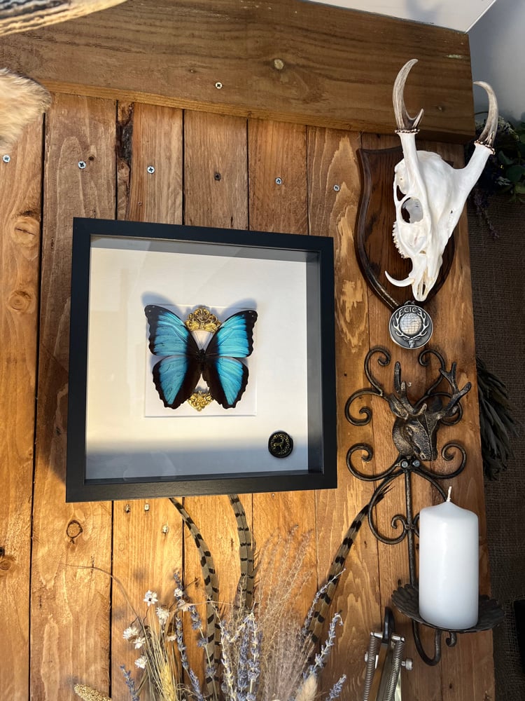 Image of Ornate Blue Morpho Deidamia Butterfly White