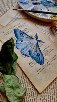 Image 3 of Life in Old Pages Insect n. 57 Ghostly silkmoth