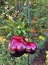 Holiday Bottle Gourd w/Real Christmas Cactus