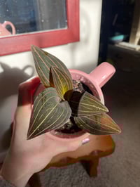 Image 1 of Jewel Orchid in Pink Heart Mug