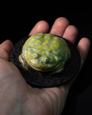 Budgett’s Frog Model Blue Eyes