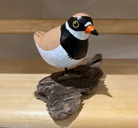 Image 5 of Ringed Plover