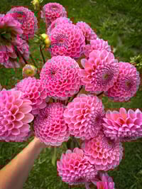 Hamari Rose - Ball Type