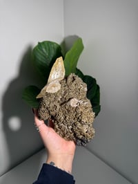 Image 1 of XXL SWEETWATER CALCITE WITH PYRITE -MISSOURI- PORCUPINE POCKET 2025 B