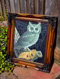 Image 1 of Vintage “Owl with Moth” - with preserved spider web