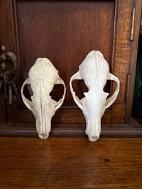 Image 1 of bundle of red fox tops 