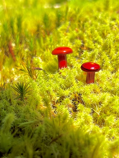 Image of 2 Red Mushroom Plant Spike