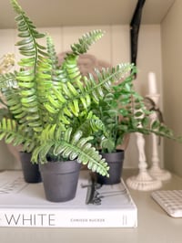Image 1 of Simple Potted Greenery ( 3 Styles )