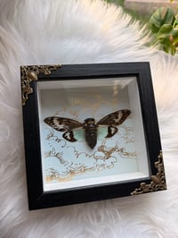 Image 3 of Celestial Cicada