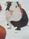 Rocket & Co. - Guinea Pig Breeds tea towel
