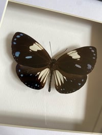Image 1 of Euploea diocletianus