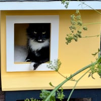 Image 2 of Feral & Stray Cat House “Midcentury Meowdern”