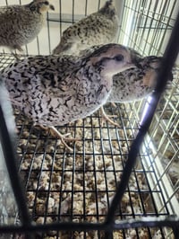 Image 2 of 32 Snowflake Quail Hatching Eggs 