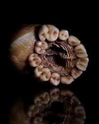 Image 23 of Dental Snull sculpture- blonde bone color, OOAK